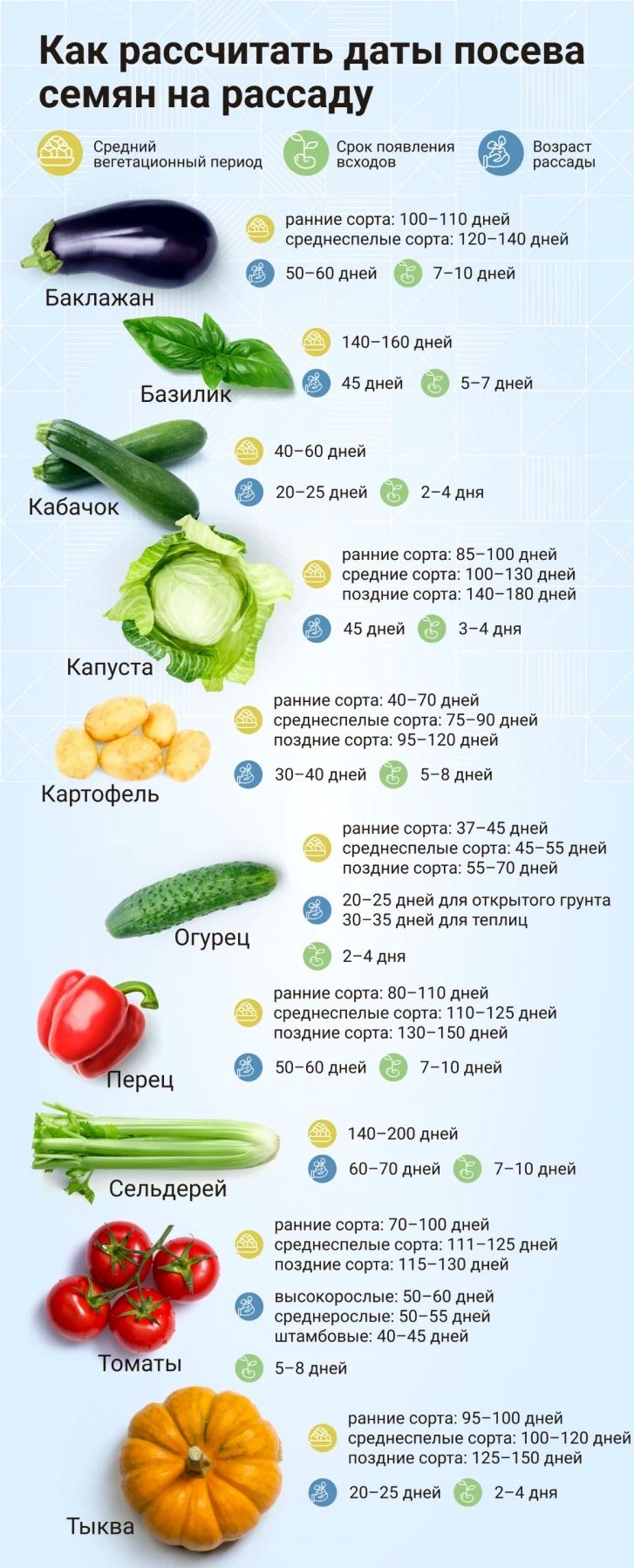 как и когда посадить свеклу на рассаду дома (100) фото